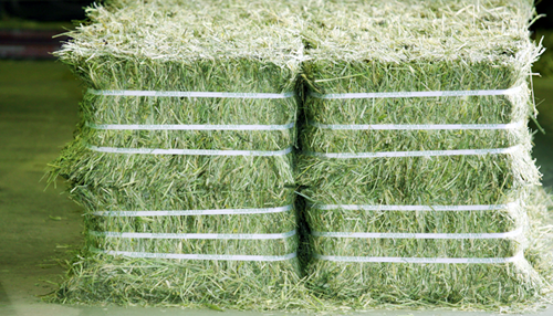 Alfalfa Hay Half Bales – Faraon Import-Export GmbH