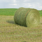 Alfalfa Hay - Image 3