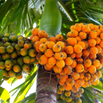Betel Nut - Image 2