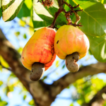 Cashew Nuts - Image 3