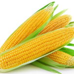 Yellow Corn Maize