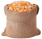 Yellow Corn Maize - Image 2