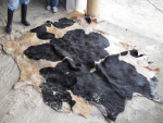 Wet Salted Cow Hides - Image 4