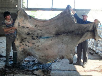 Wet Salted Horse Hides